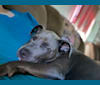 Oliver, an American Pit Bull Terrier tested with EmbarkVet.com