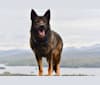 Draco, a German Shepherd Dog tested with EmbarkVet.com