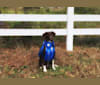 Photo of Ruby Blue Mingus CD BN RM RAE FDC NA CGC TKP, a Brittany, Border Collie, and Australian Shepherd mix in Texas, USA