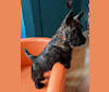 Mungo (TELLANDGRAY LOUIS OF ANCINNEADH), a Scottish Terrier tested with EmbarkVet.com