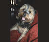 Bella, a Yorkshire Terrier and Shih Tzu mix tested with EmbarkVet.com