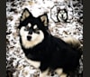 Lele, a Siberian Husky and American Eskimo Dog mix tested with EmbarkVet.com