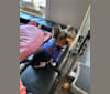 Belle, a Biewer Terrier tested with EmbarkVet.com