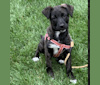 Photo of RILEY, a German Shepherd Dog, American Pit Bull Terrier, Labrador Retriever, and Mixed mix in Kentucky, USA