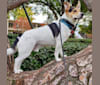 Freddie, an Australian Cattle Dog and Shih Tzu mix tested with EmbarkVet.com
