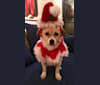 Gobi, a Chinese Village Dog tested with EmbarkVet.com