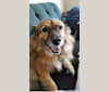 Photo of Maddie, a Border Collie, Chow Chow, American Eskimo Dog, and Mixed mix in San Antonio, Texas, USA
