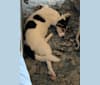 Pepper, a German Shepherd Dog and Australian Cattle Dog mix tested with EmbarkVet.com