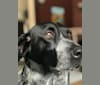 Aspen, a Labrador Retriever and German Shepherd Dog mix tested with EmbarkVet.com