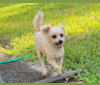 Kofee, a Chihuahua and Poodle (Small) mix tested with EmbarkVet.com