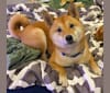Ricky, a Shiba Inu tested with EmbarkVet.com