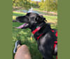 Angel, a Rottweiler and Labrador Retriever mix tested with EmbarkVet.com