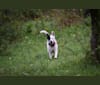 Tonks, a German Shepherd Dog and Boxer mix tested with EmbarkVet.com