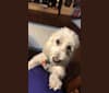 Winston, a Poodle (Small) tested with EmbarkVet.com