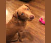 Coach, a Labrador Retriever and Chihuahua mix tested with EmbarkVet.com