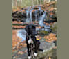 Photo of Beau, a Catahoula Leopard Dog, Great Dane, and Bloodhound mix in Weare, NH, USA