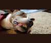 King Arthur McJacob Zapooti, an American Pit Bull Terrier and German Shepherd Dog mix tested with EmbarkVet.com