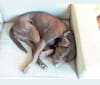 Coco, a Labrador Retriever and English Springer Spaniel mix tested with EmbarkVet.com