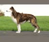 Geyser, a Silken Windhound tested with EmbarkVet.com
