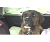 Hunter, a Saint Bernard and American Pit Bull Terrier mix tested with EmbarkVet.com