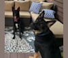 Emira “Emmy” Kala Ludwin, an Arabian Village Dog tested with EmbarkVet.com
