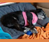 Marcy, a Chihuahua and Cocker Spaniel mix tested with EmbarkVet.com