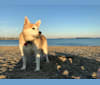 Frank, a Siberian Husky and Labrador Retriever mix tested with EmbarkVet.com