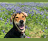 Cora, a Coonhound and Labrador Retriever mix tested with EmbarkVet.com