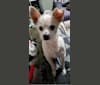 Peanut Rodriguez, a Chihuahua and Shih Tzu mix tested with EmbarkVet.com