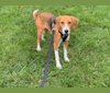 Willow, an American Foxhound tested with EmbarkVet.com