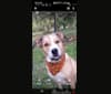 Photo of Chopper, a Bulldog, Border Collie, Australian Cattle Dog, Boxer, and Rat Terrier mix in Tennessee, USA