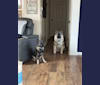 Brutus, a Norwegian Elkhound tested with EmbarkVet.com