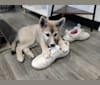 Zima, a Siberian Husky and German Shepherd Dog mix tested with EmbarkVet.com
