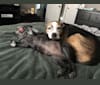 Mandy, a Staffordshire Terrier and Siberian Husky mix tested with EmbarkVet.com