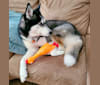 Teyla, a Siberian Husky tested with EmbarkVet.com