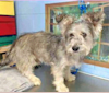 Photo of Gus, a Miniature Schnauzer, Chihuahua, Poodle (Small), Chow Chow, and Miniature Pinscher mix in California, USA
