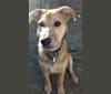 Photo of Rocky, a German Shepherd Dog, American Pit Bull Terrier, Labrador Retriever, and Mixed mix in Arkansas, USA