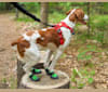 Photo of Oliver, a Brittany  in Lowell, MA, USA
