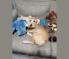 Kozmo, a Beagle and Miniature Schnauzer mix tested with EmbarkVet.com