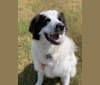 Photo of Molley, a Great Pyrenees  in Columbia, South Carolina, USA