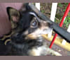 Photo of Kaja, a Chow Chow, American Eskimo Dog, Collie, Llewellin Setter, Dalmatian, and Mixed mix in Davenport, Iowa, USA
