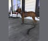 Kodak, an American Pit Bull Terrier tested with EmbarkVet.com