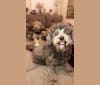 Photo of Verbena, a Poodle (Small), Shih Tzu, Bichon Frise, and Chihuahua mix in El Monte, California, USA