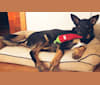 Emmett, a German Shepherd Dog and Australian Cattle Dog mix tested with EmbarkVet.com