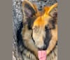 Charolette, a German Shepherd Dog tested with EmbarkVet.com