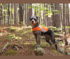 Roger, a Poodle (Small) and Labrador Retriever mix tested with EmbarkVet.com