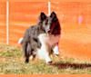 Brioche, a Shetland Sheepdog tested with EmbarkVet.com