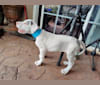 Urso, a Great Dane tested with EmbarkVet.com