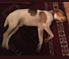 Louie, a Beagle and English Shepherd mix tested with EmbarkVet.com