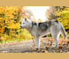 Coya, a Siberian Husky and Alaskan Malamute mix tested with EmbarkVet.com